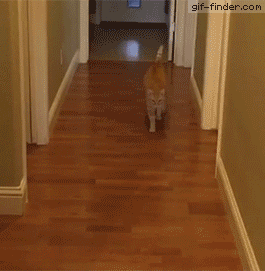 giphy 2.gif