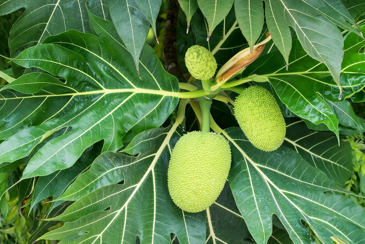 breadfruit.jpg