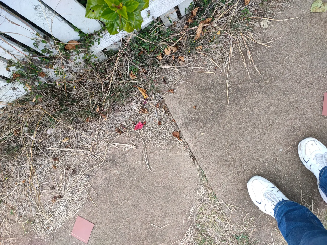 Garden_Path.jpg