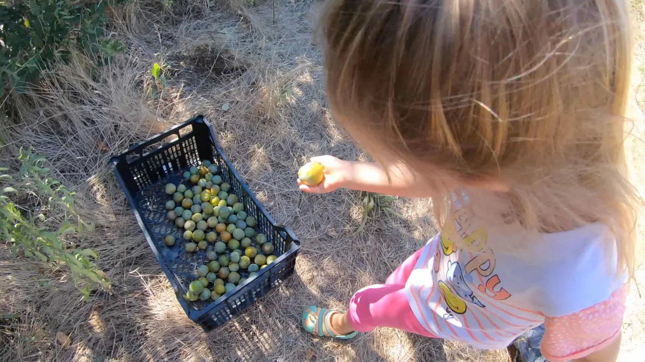 plums.jpg