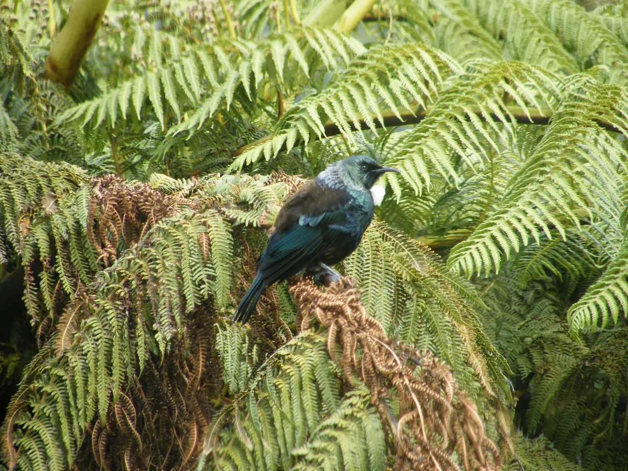 Tui 2.JPG