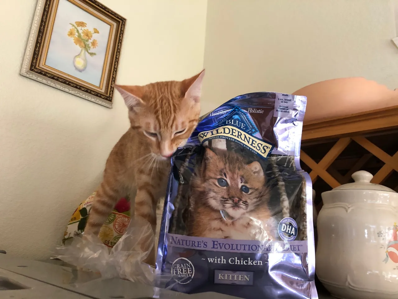 CatFood3.jpg