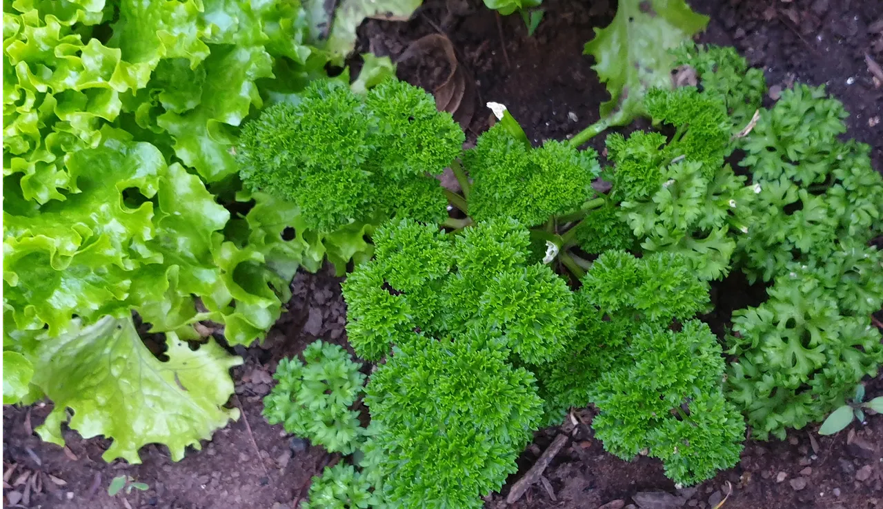 Parsley.png