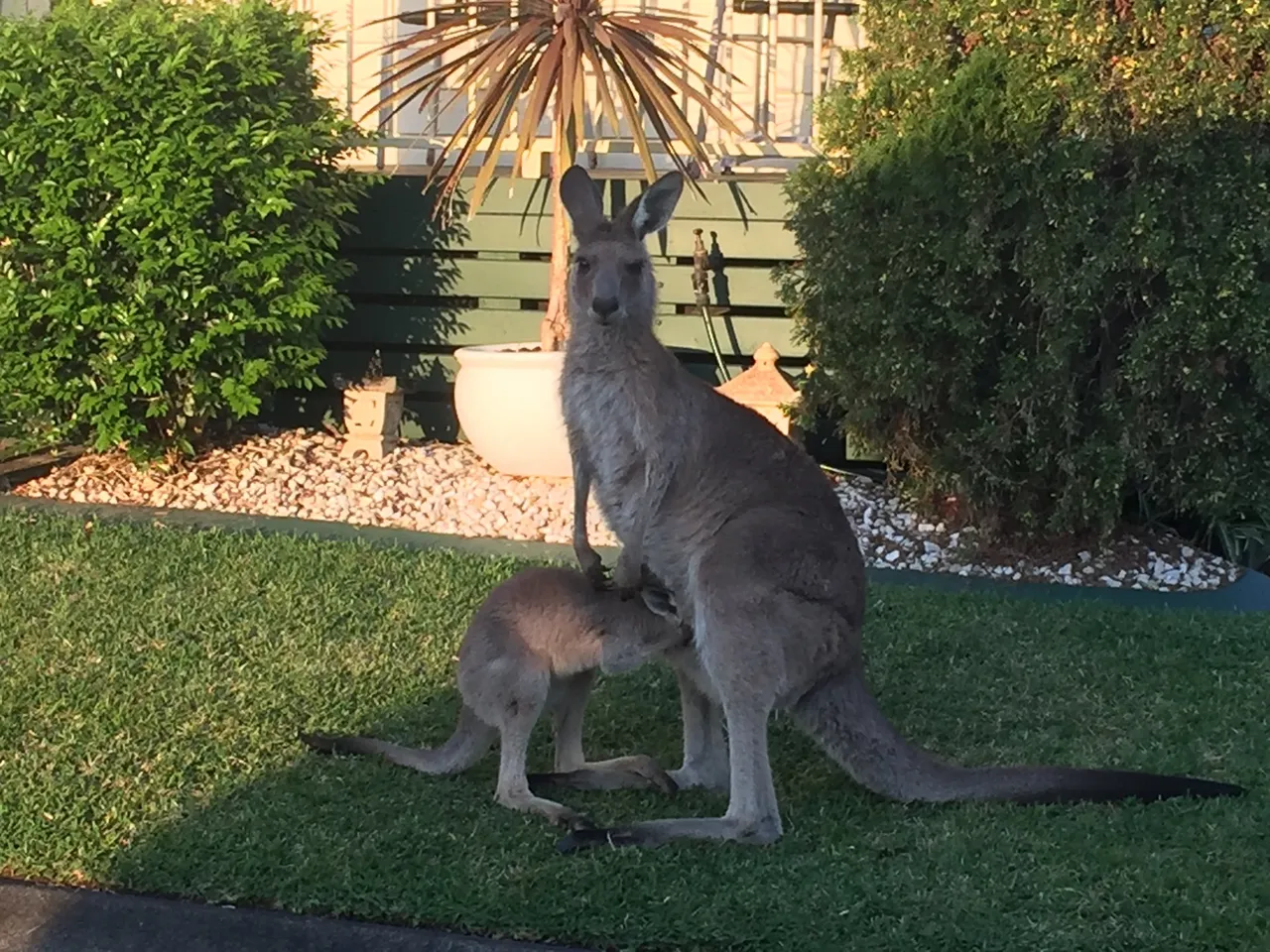 Alittle baby kangaroo that wants to put it back in the bag