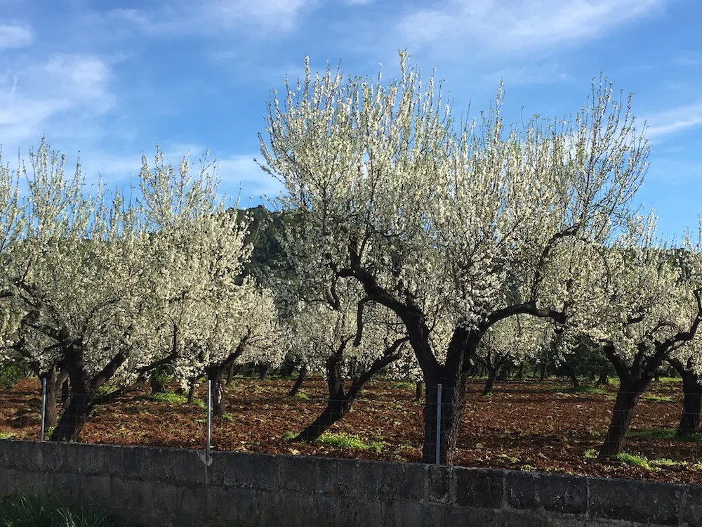 Mandelblüte auf Mallorca