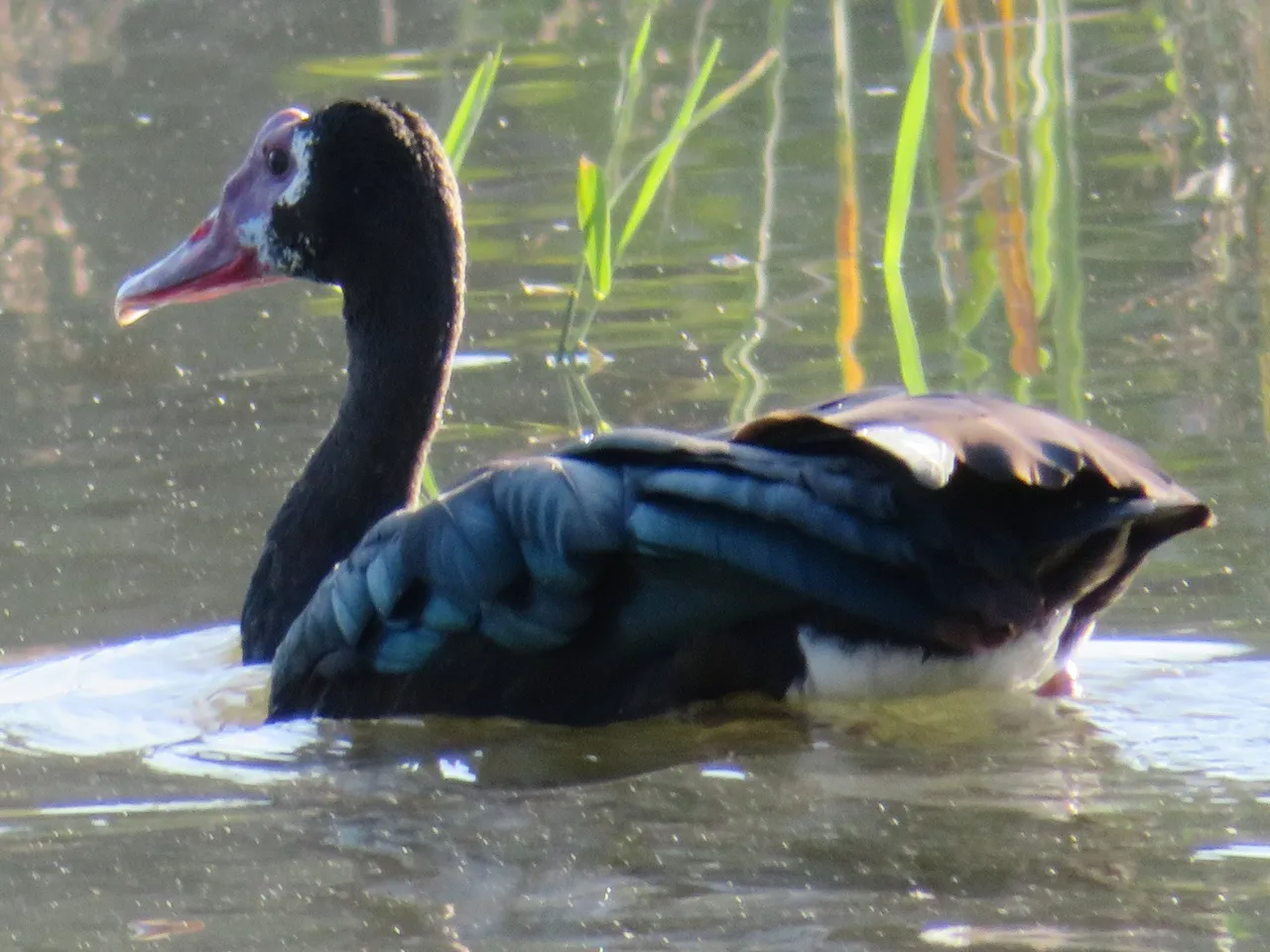 Spur-winged goose