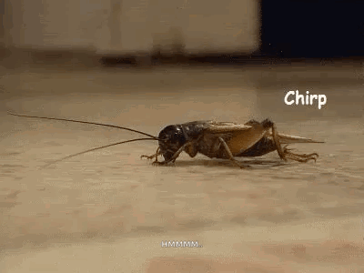untitled.gif