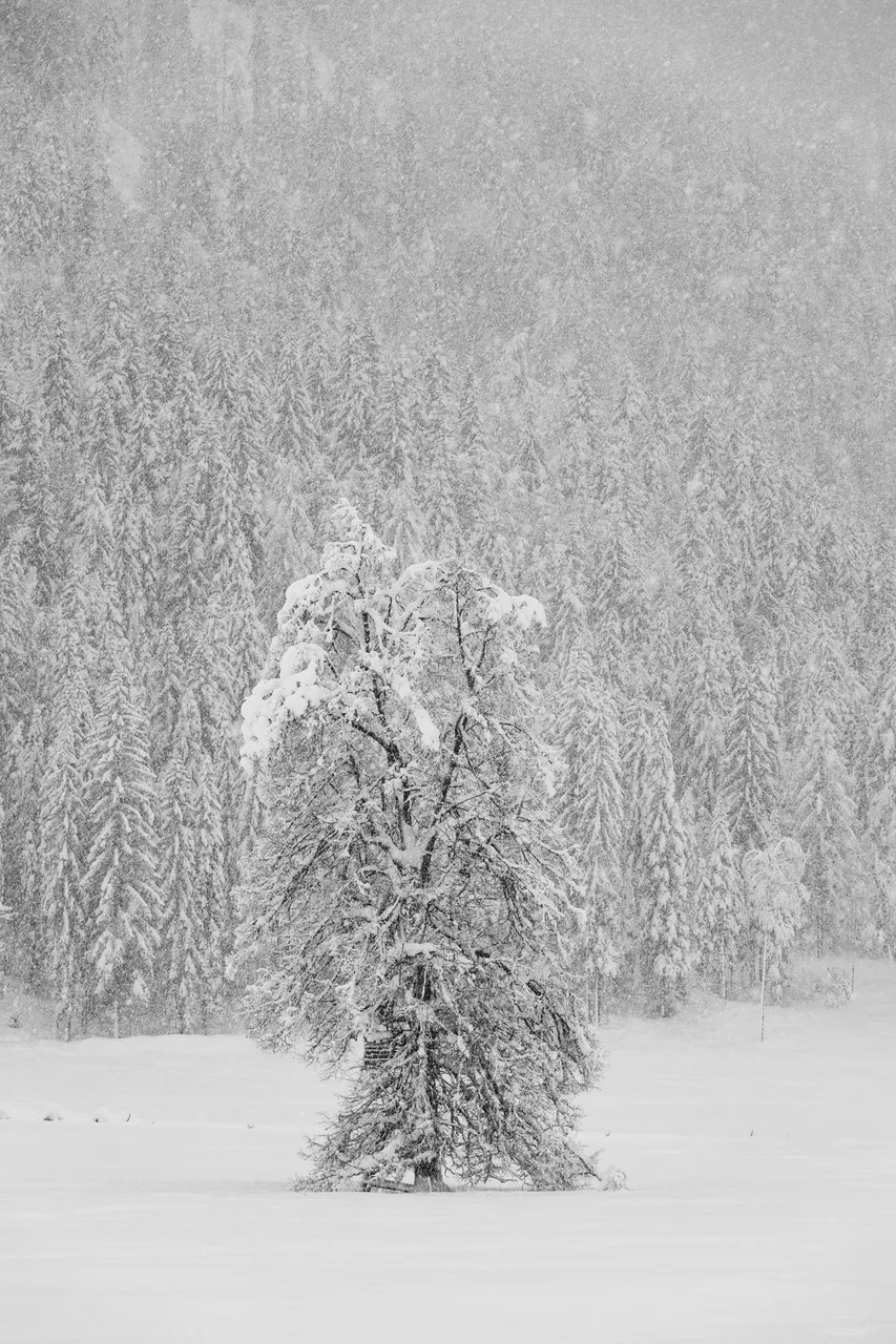 Snowy tree at the Farchtensee