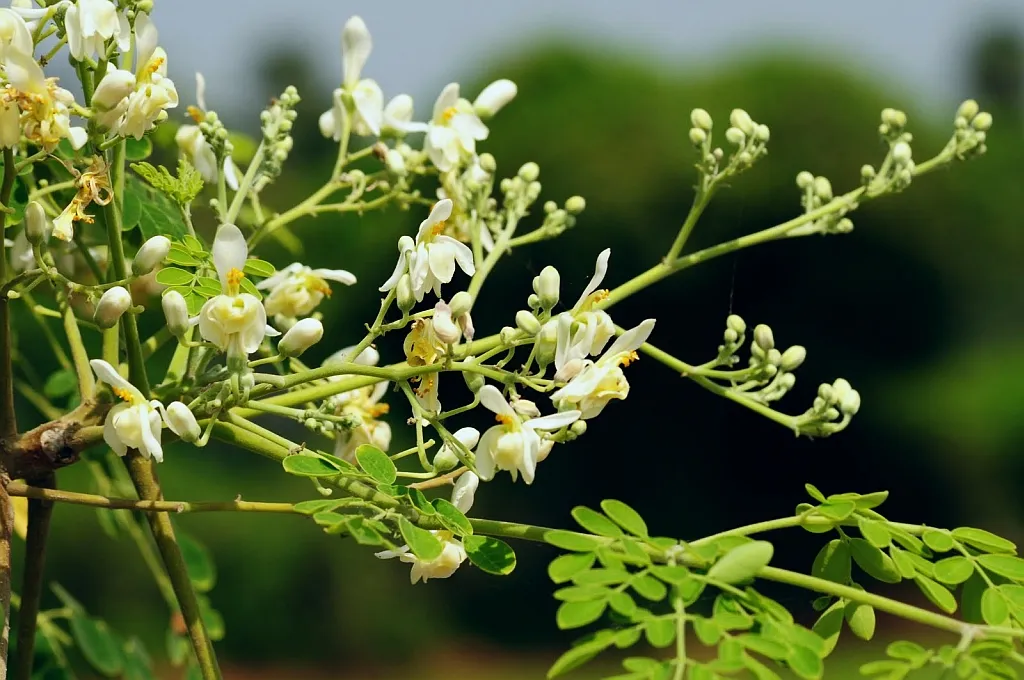 Drumstick Tree Flowers