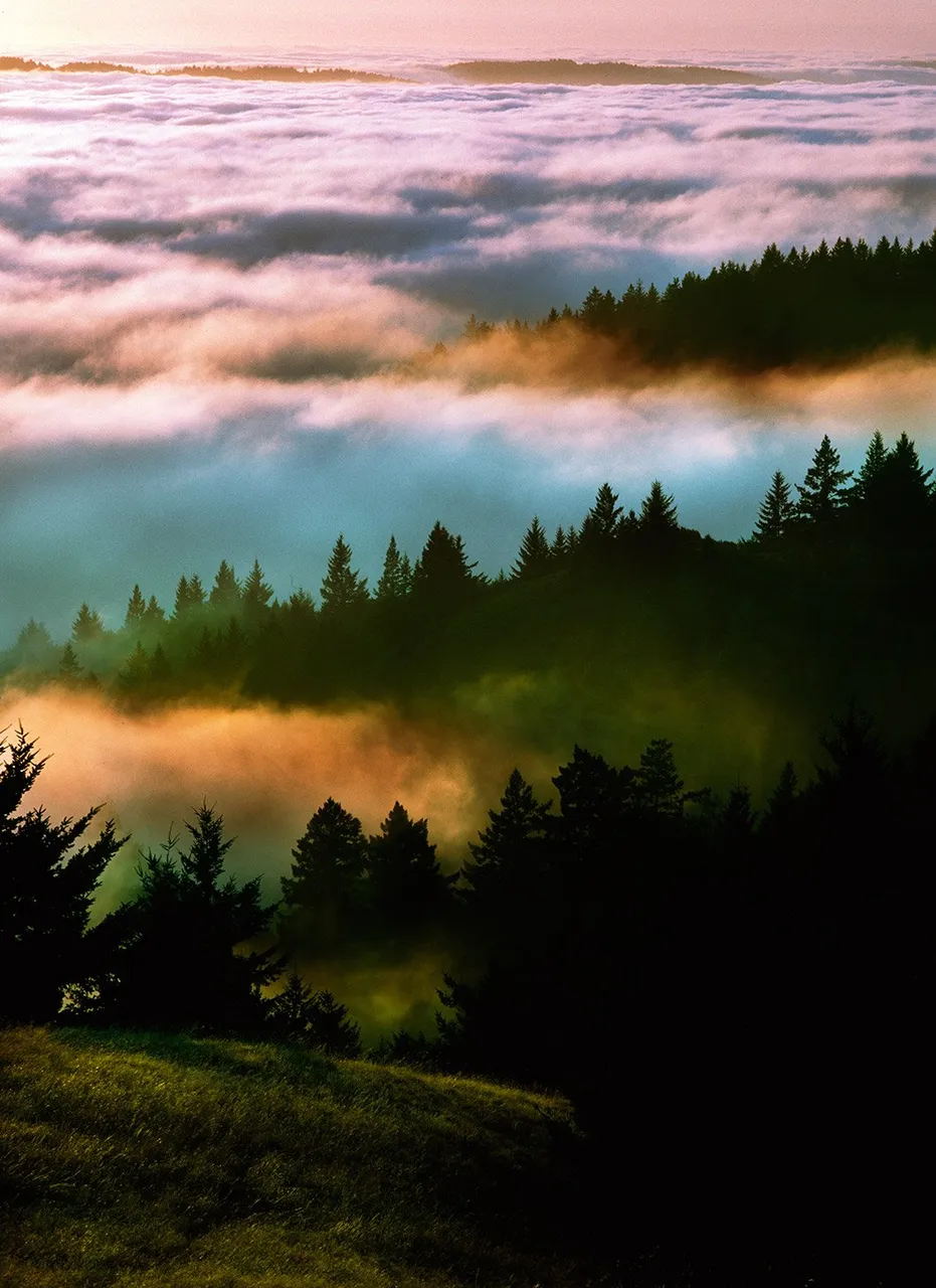 Bolinas Ridge in Fog