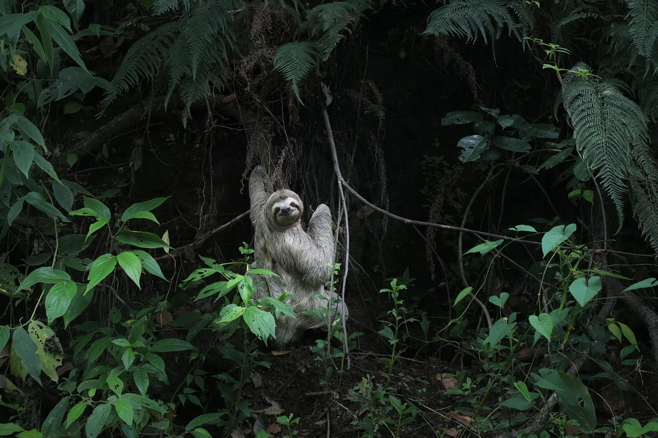 Costa Rica Sloth