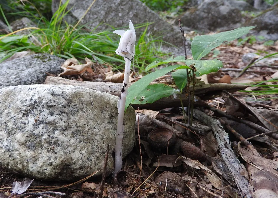 Wednesday Walk from Walk from July 9th 2016