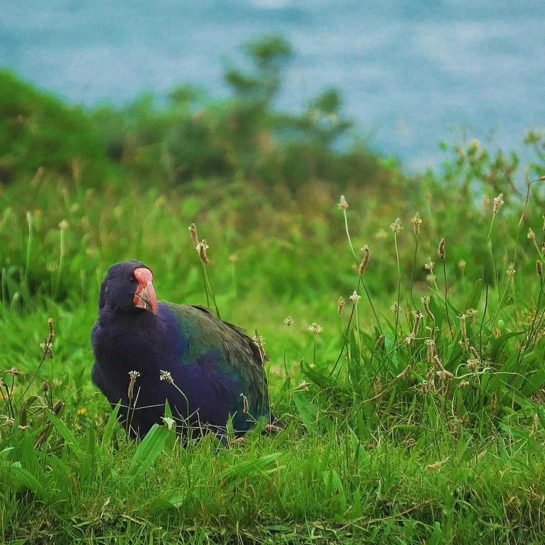 Takahe-Porphyrio_hochstetteri-Jozef_K._Richards-Bird_Land-King's_Tower_Productions.jpg