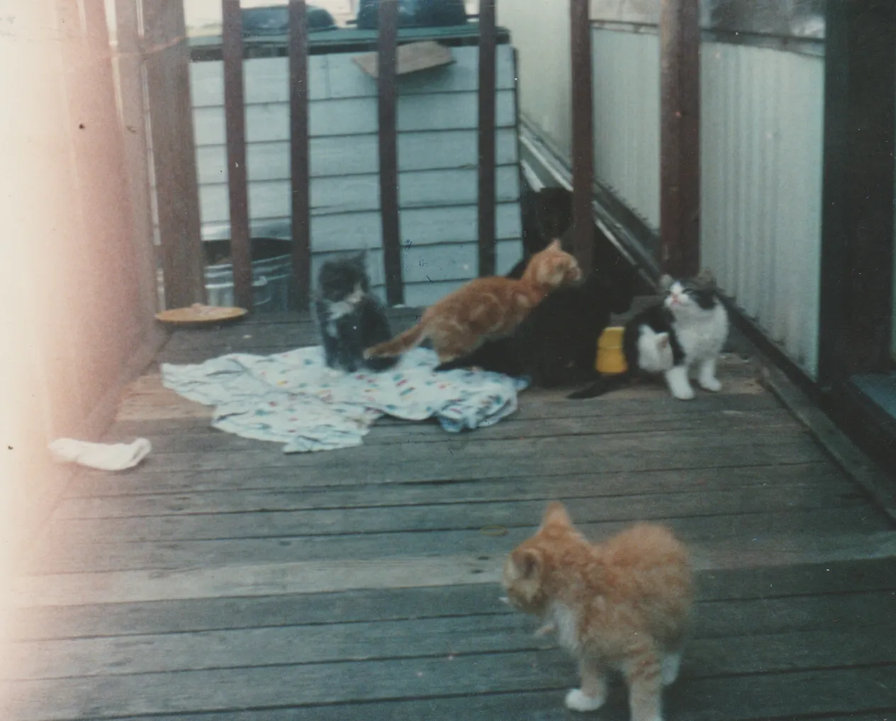 1991-09 - Muffin's Kittens - Early September - 163 Front Porch 04.jpg
