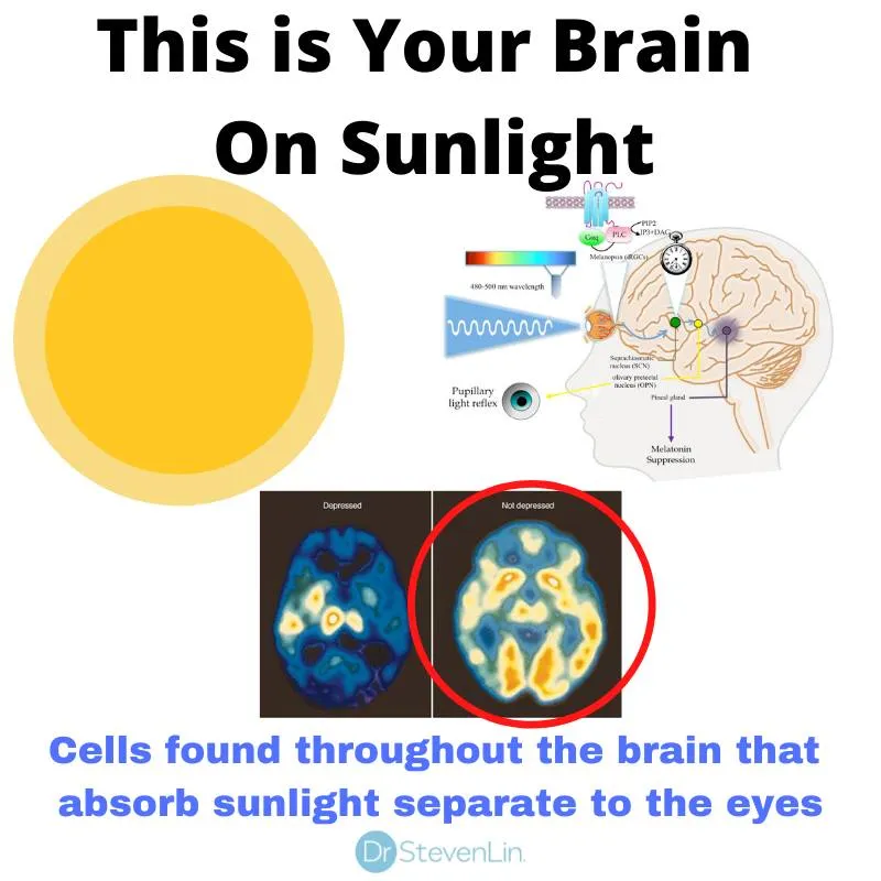 Brain Cells Absorbs Sun Light 185426979_304840091203004_9115739280743890293_n.jpg