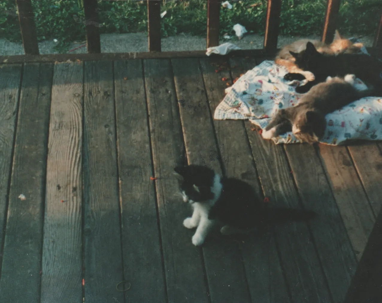 1991-09 - Muffin's Kittens - Early September - 163 Front Porch 02.jpg