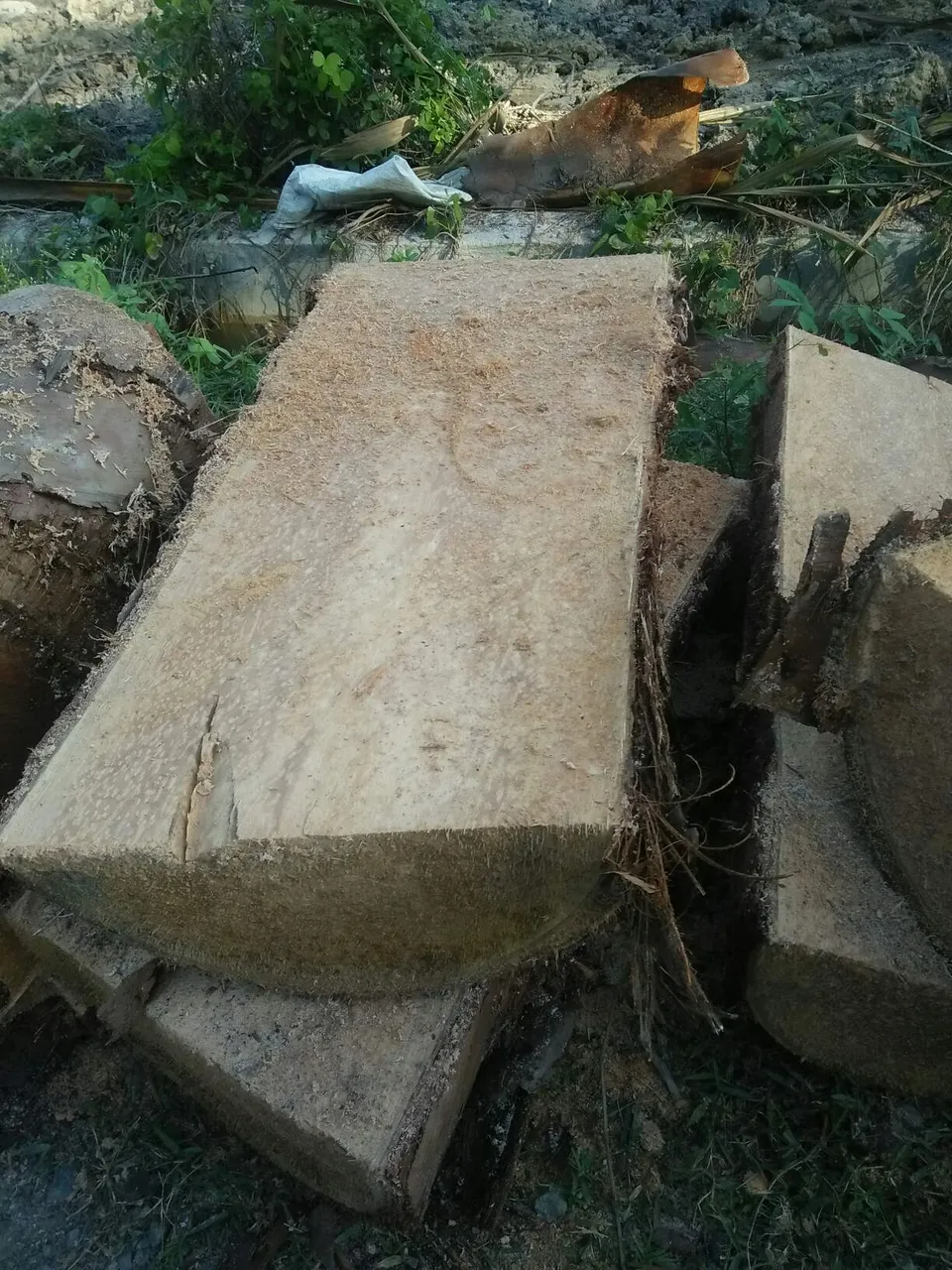 https://s3.us-east-2.amazonaws.com/partiko.io/img/napeng-utilization-of-sago-trunk-for-livestock-feed-pemanfaatan-batang-sagu-untuk-makanan-ternak-1531479379325.png
