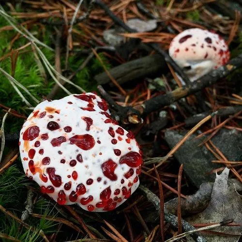 Hydnellum peckii (Bleeding tooth fungus) by @the_buckeye_botanist.jpg(1).jpg