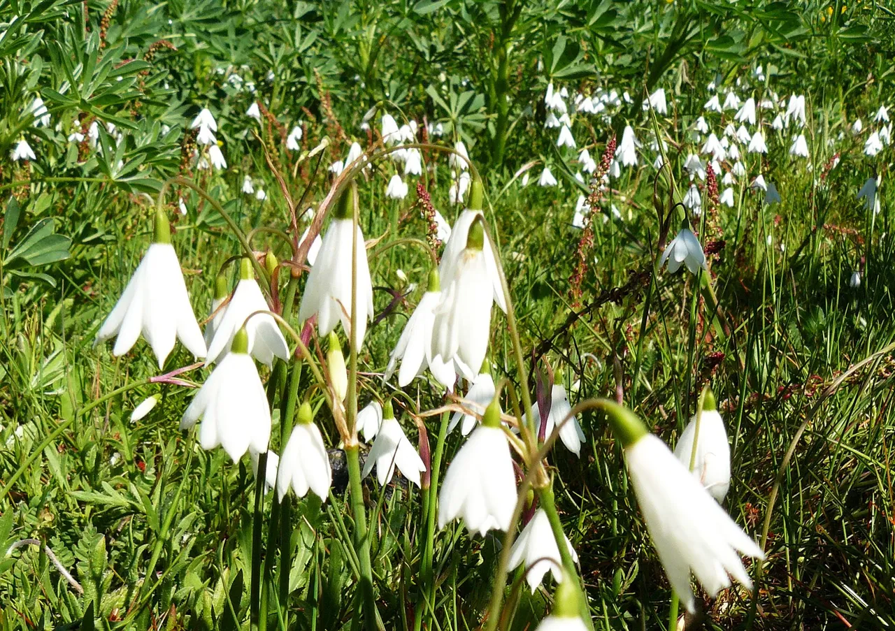 Three-leaved Snowflake Leucojum trichophyllum or Acis trichophylla field.jpg