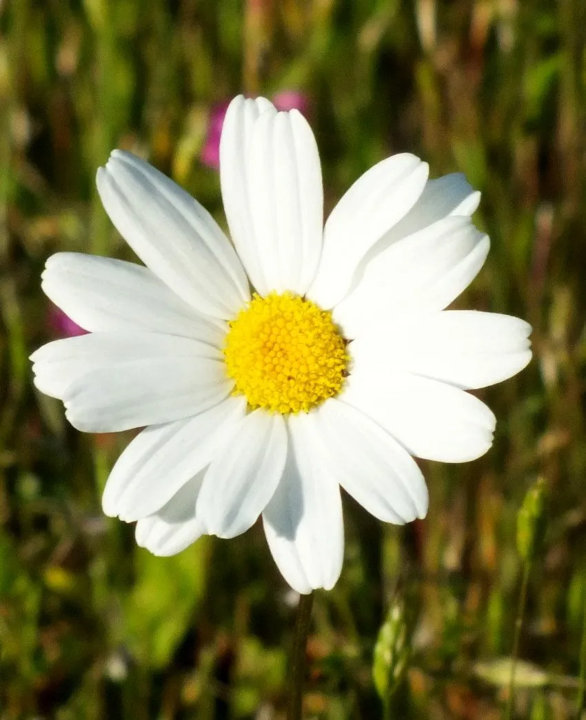 Daisy