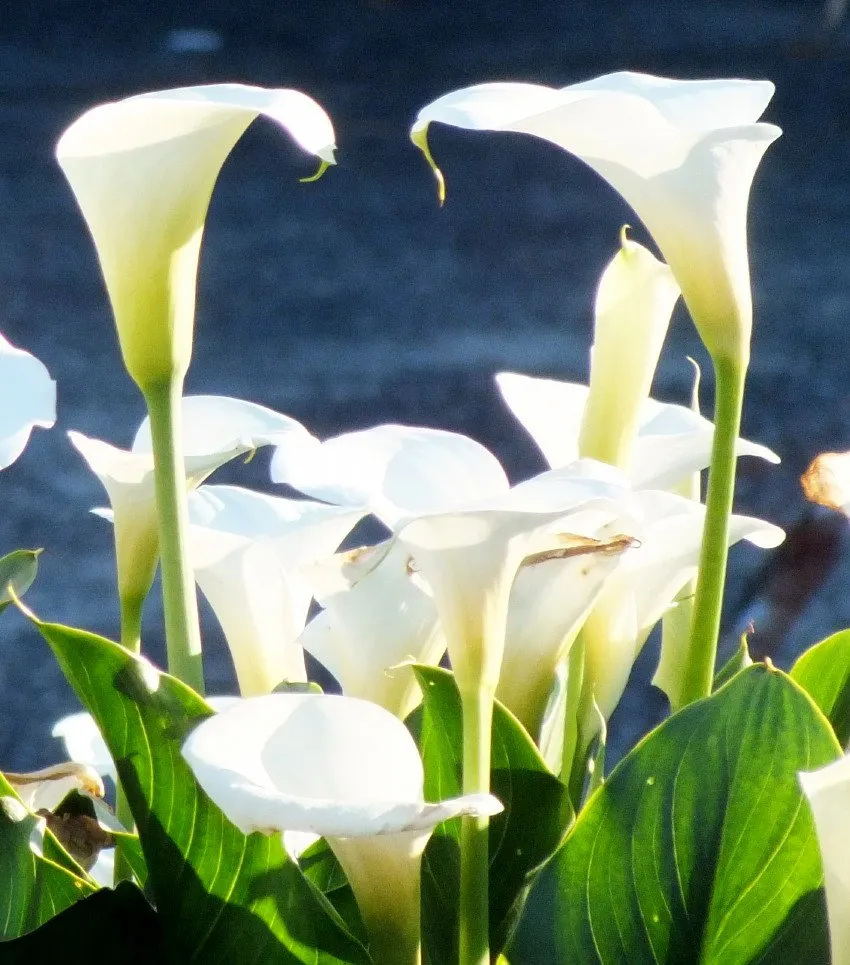 Lilies