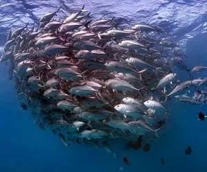 fish
