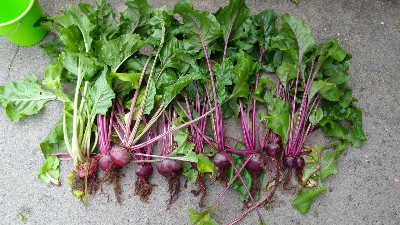 beetroots