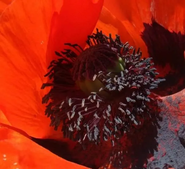 RedPoppy