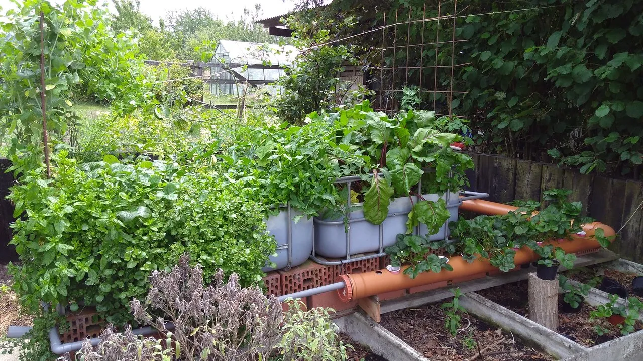 aquaponics system