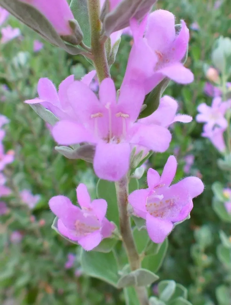 PurpleFlowers