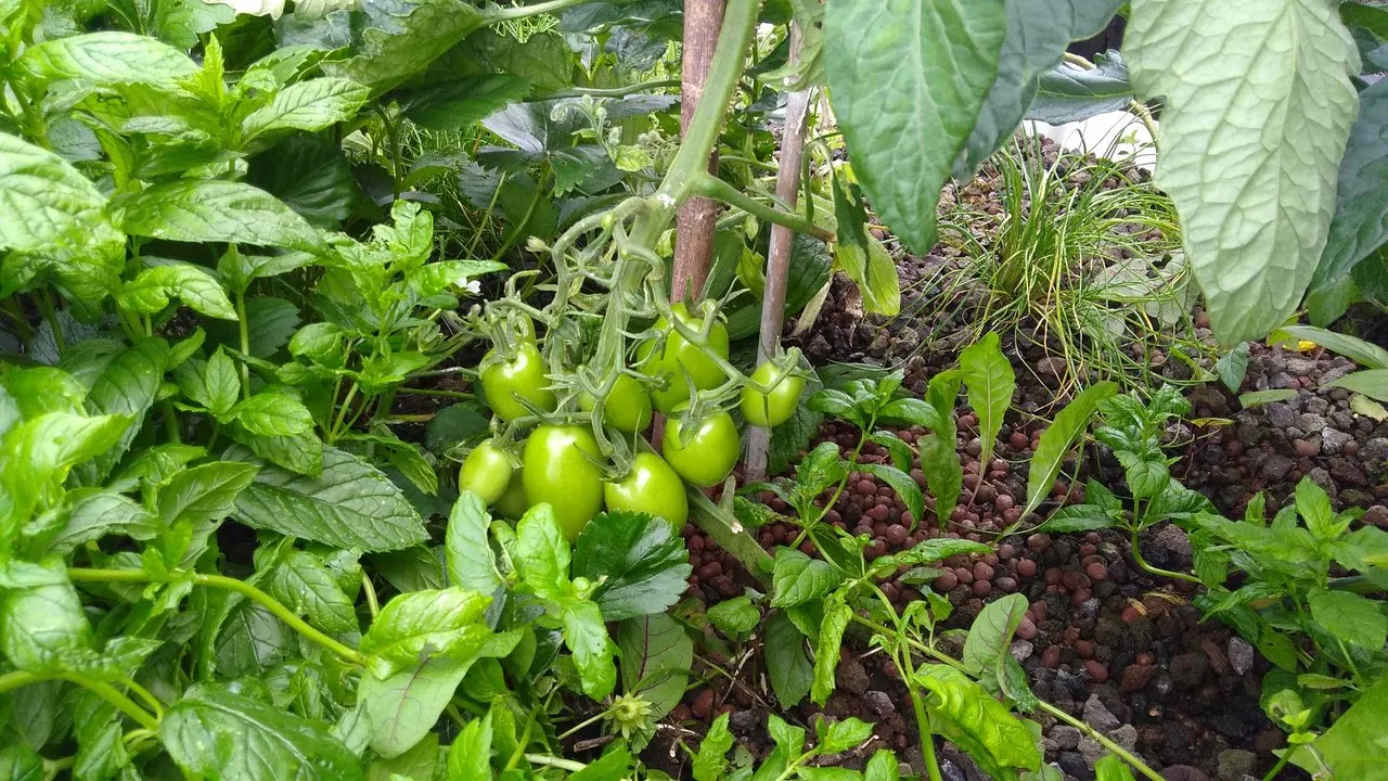 roma tomato