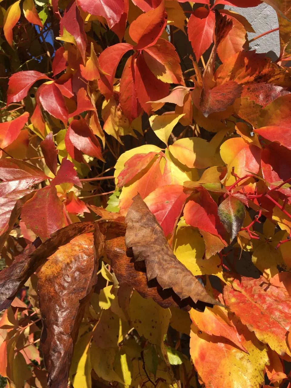 Autum in my backyard