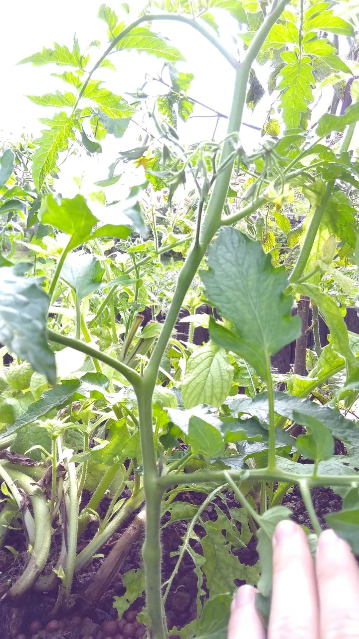 tomato in aquaponics