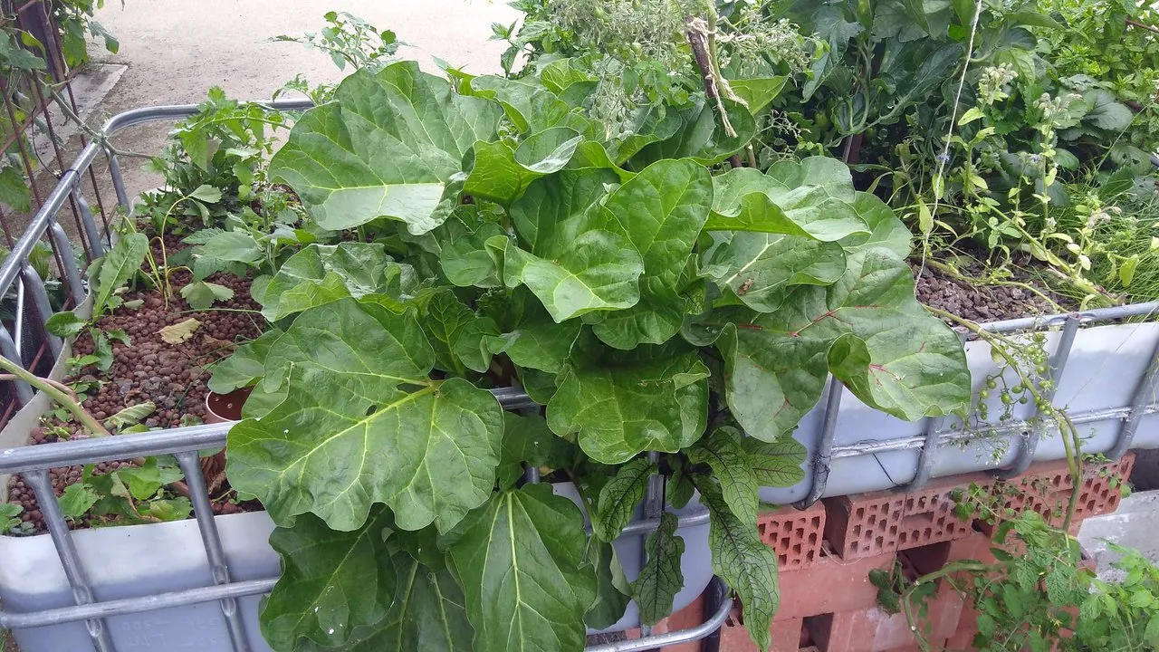 hydro rhubarb