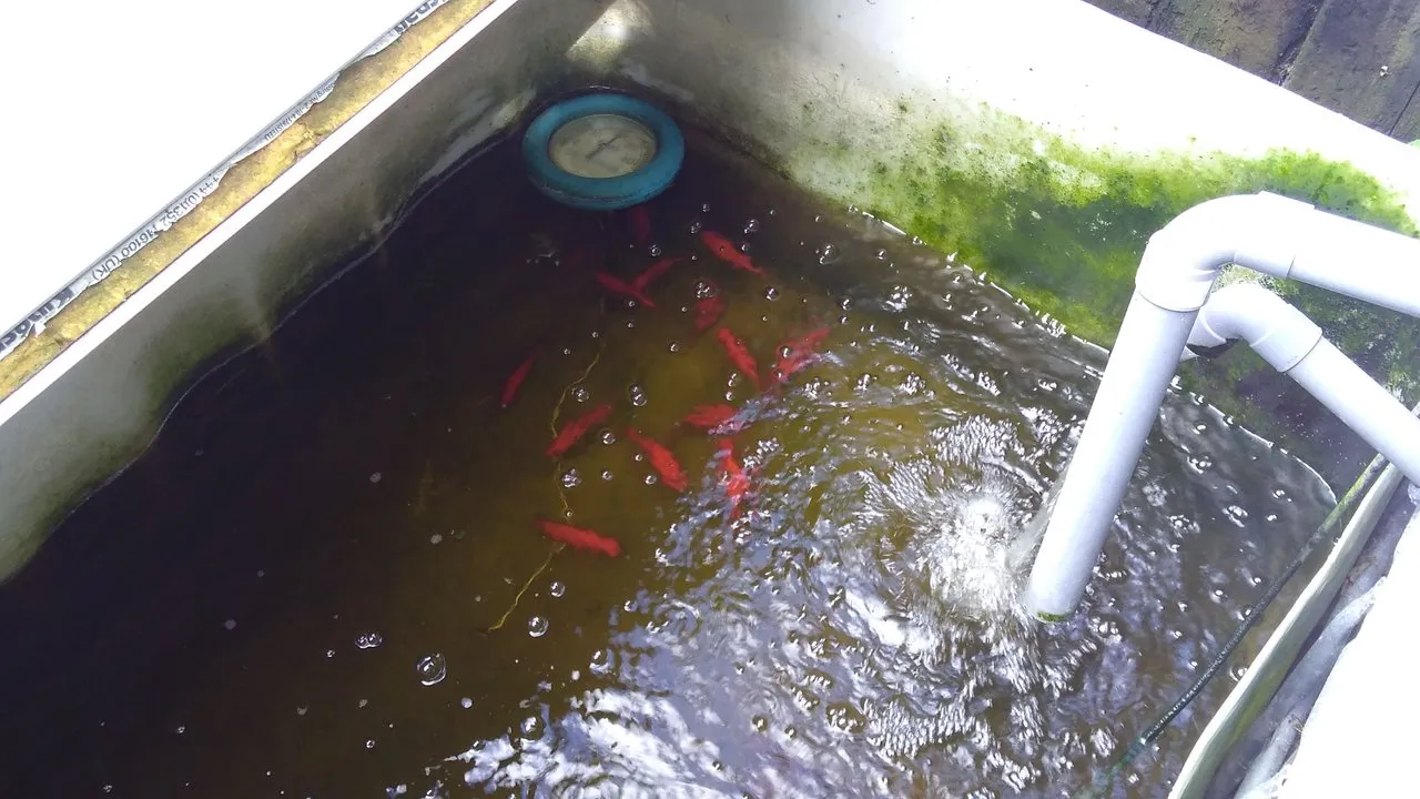 goldfish in sump