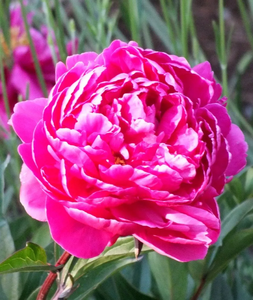 Peony