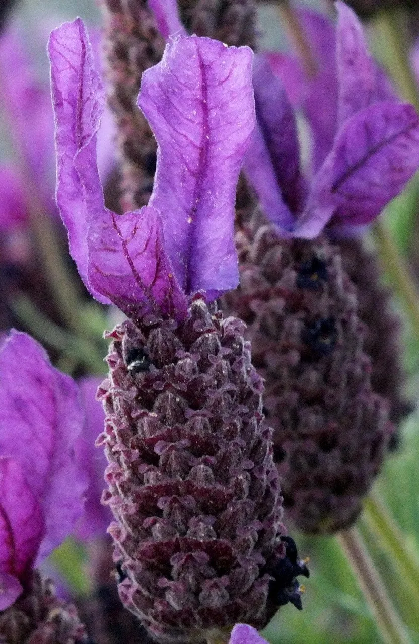 EnglishLavender