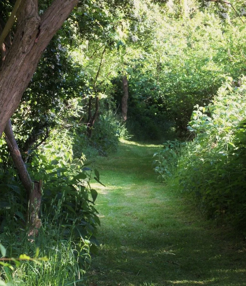 ForestPath