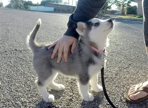 cute_husky_awww