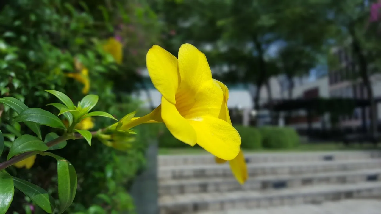 Yellow Bell