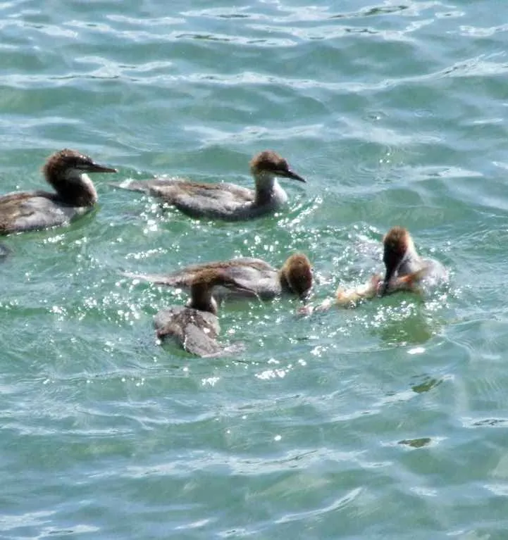 Ducks