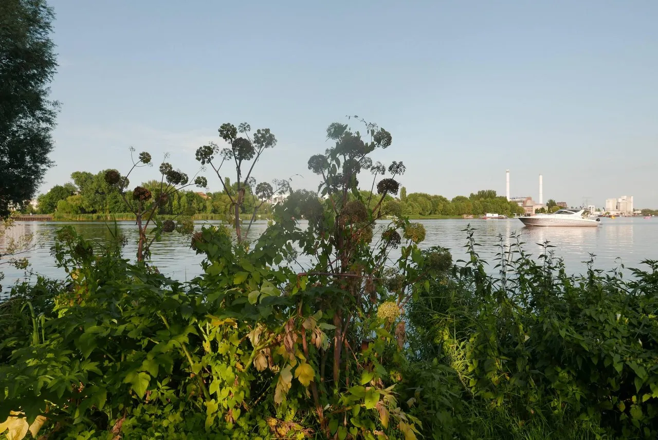 main_image
