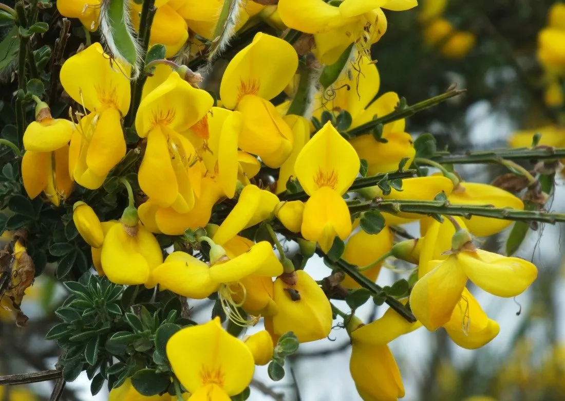 ScotchBroom