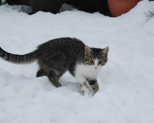 kittens