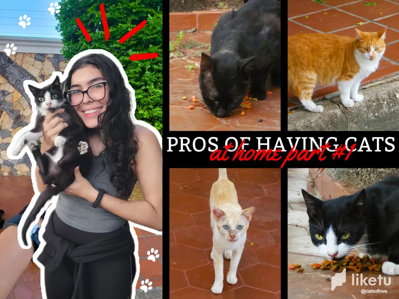 MiDrAdxxkXcyQeUb_collage_catsofhive.webp