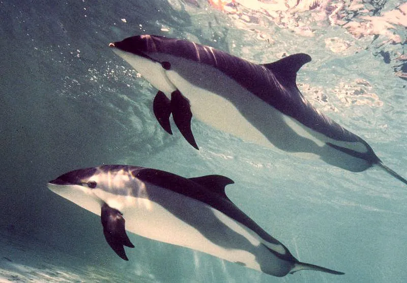 Mystic-Marine-Aquarium_Atlantic-Lags_1984.jpg