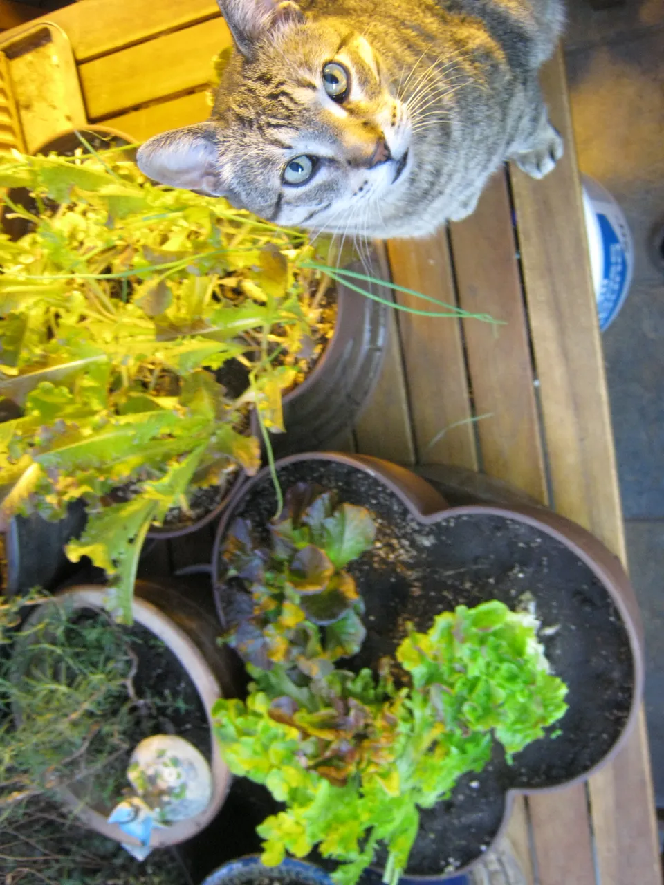 JJ looking up by lettuce plants.JPG
