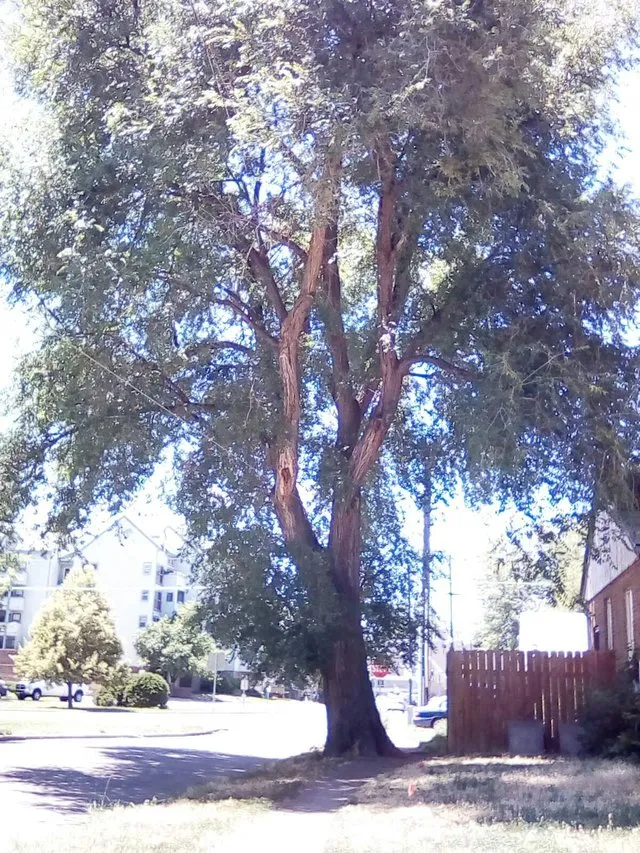 Emmy's real parent tree i think.jpg