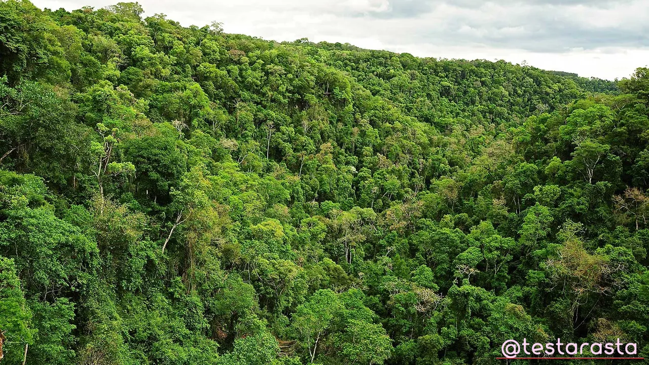 2.-Biodiversity-Argentina-selva-misionera.jpg