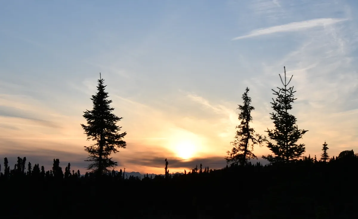 012 6-19 trees watching sun set.jpg